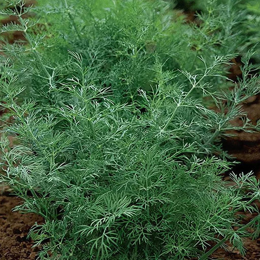 5118D Укроп Геркулес 2гр