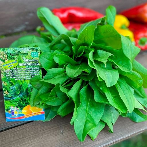 Щавель ЛИМОННЫЙ - Уральский дачник фото 6