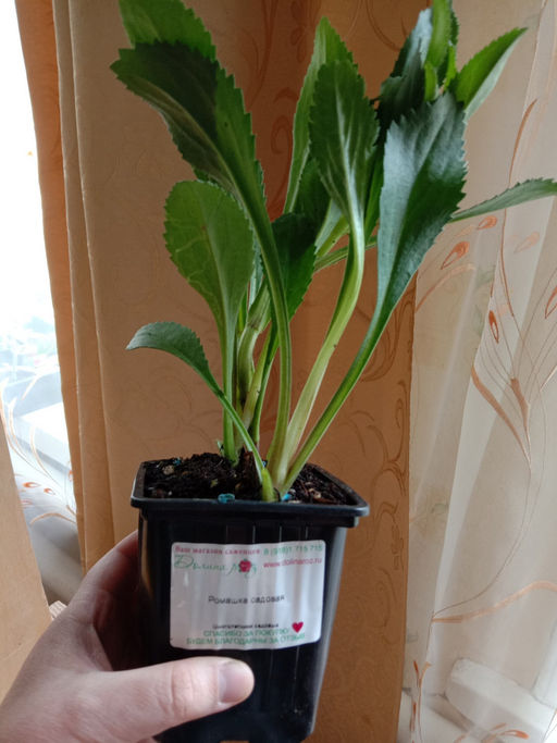 Ромашка садовая