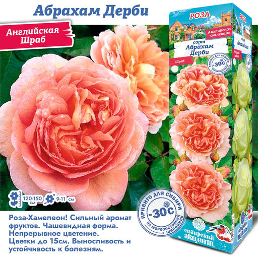 Роза Абрахам Дерби (Английская) 1шт