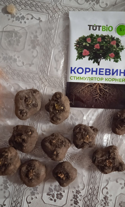 Лиатрис микс (Liatris Mix) 10шт