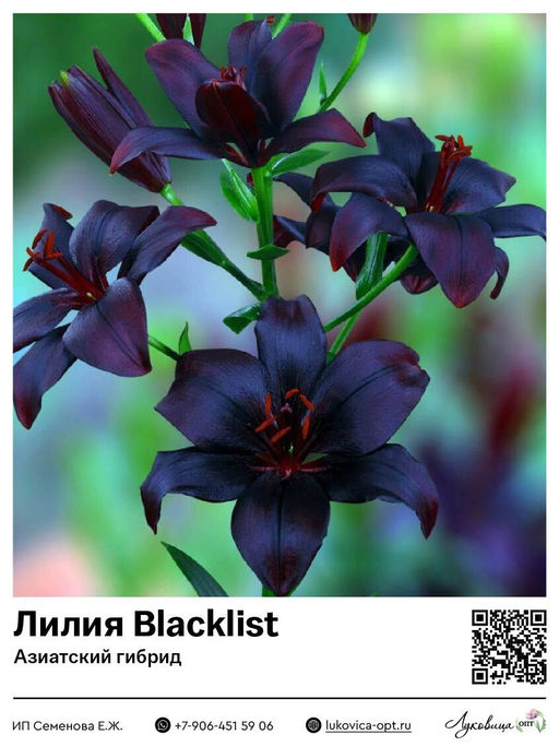 Лилия Blacklist (Азиатский гибрид)