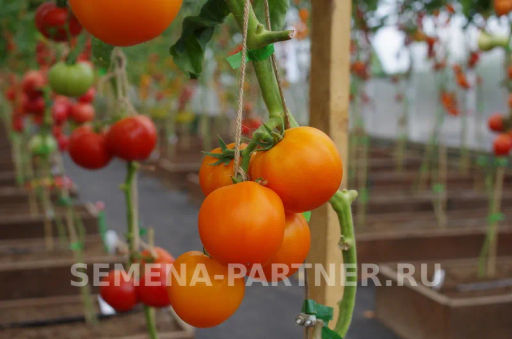 Томат Оранж Биф - Партнер фото 2