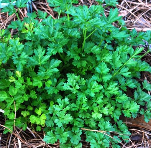 Петрушка Гамбургская Корневая — Hamburg Rooted