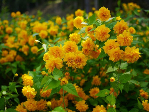 Керрия японская - Долина роз фото 2