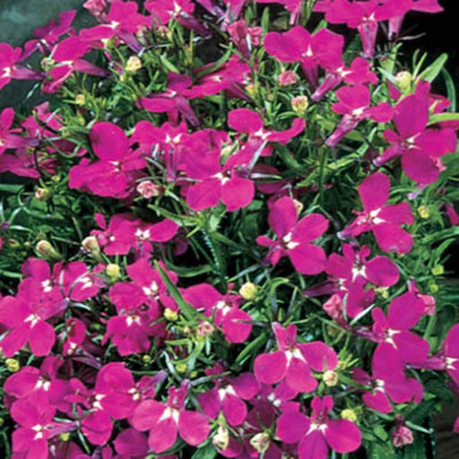 5238D Лобелия эринус Ривьера Роуз 5шт