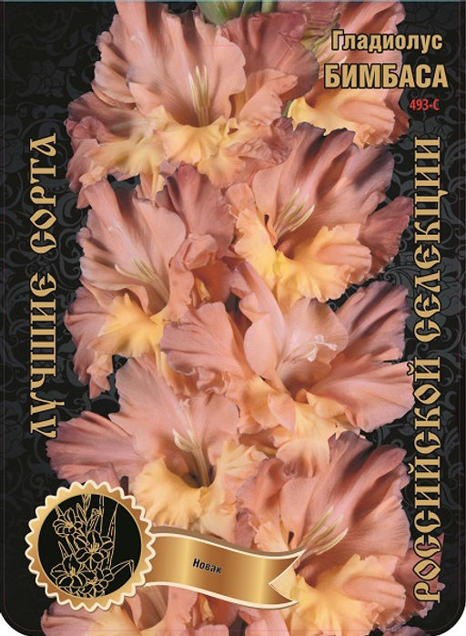 Гладиолус Бимбаса 493,Новак Экстра 7шт (Ф)