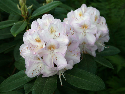 Рододендрон Gomer Waterer (Гомер Ватерер) - Долина роз фото 3