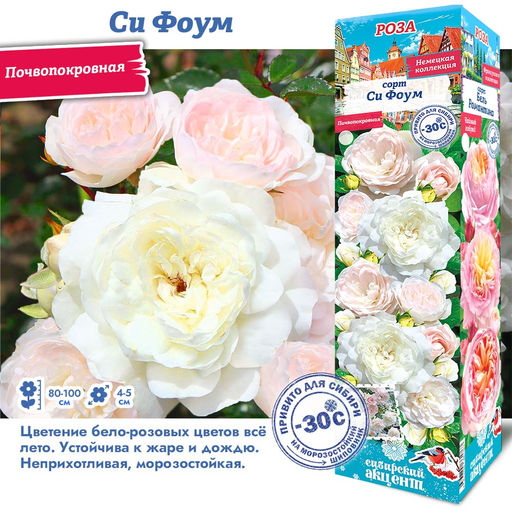 Роза Си Фоум (Почвопокровная) 1шт