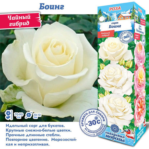 Роза Боинг (Чайно-гибридная) 1шт