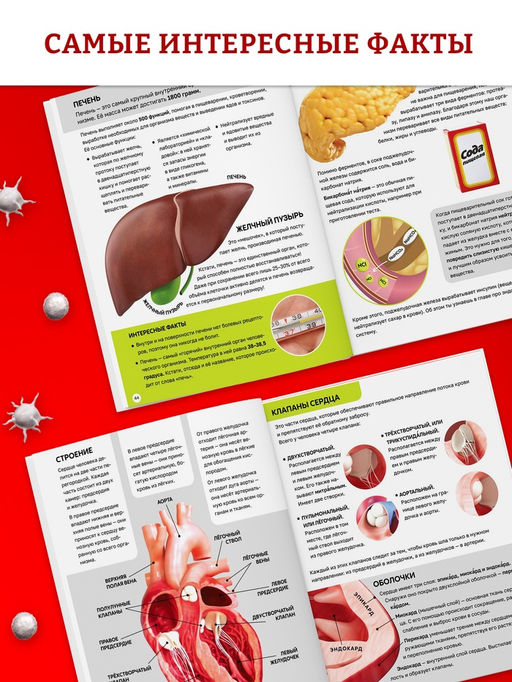 Энциклопедия в твёрдом переплёте "Строение тела человека", 128 страниц.
