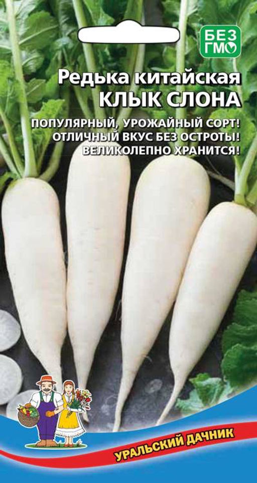 Редька китайская (лоба) КЛЫК СЛОНА Популярный, урожайный сорт! Отличный вкус без остроты! Великолепно хранится!