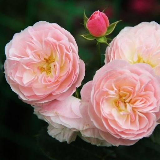 R085 БУКЕТ ПАРФЕ