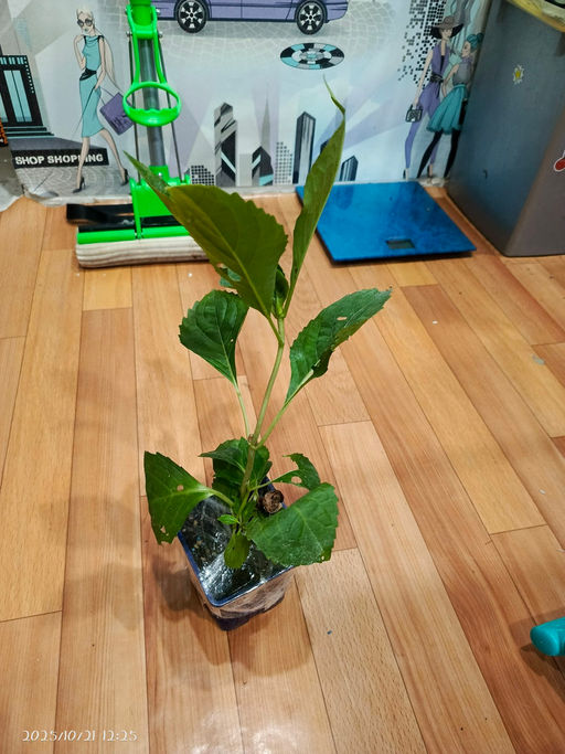 Гортензия крупнолистная Ю энд Ми Форевер