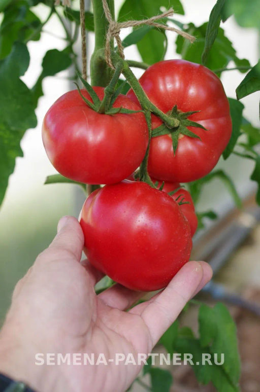 Томат Леди Роуз - Партнер фото 8