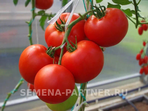 Томат Момбаса - Партнер фото 4