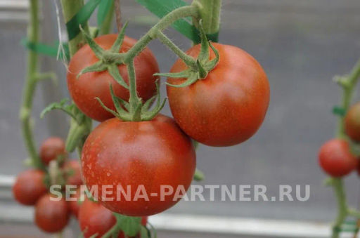 Томат Вендетта - Партнер фото 2