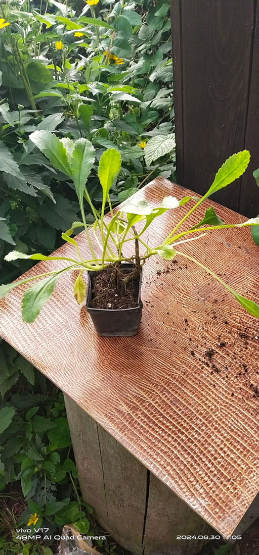 Ромашка садовая