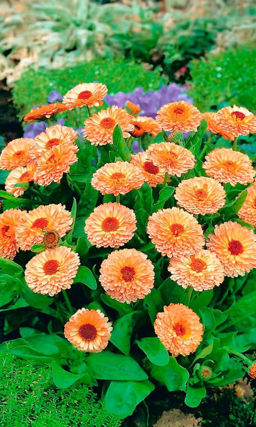 Календула АБРИКОС Для клумб, рабаток и срезки