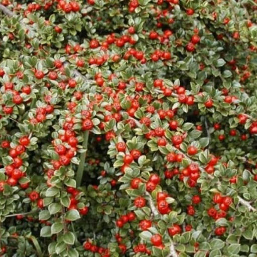 Кизильник Корал Бьюти