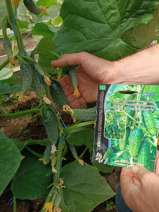 Огурец ПУЧКОВОЕ ВЕЛИКОЛЕПИЕ F1  Уникальный!