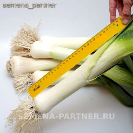 Лук порей Элефант - Партнер фото 4