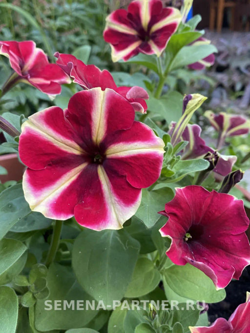Петуния Мон Амур Камелионе триколор прямостоячая - Партнер фото 3