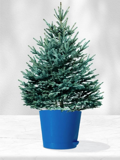 Набор д/выращивания растений "Магия цветов", "Ель голубая"