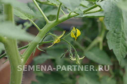 Томат Розовый Шар - Партнер фото 4