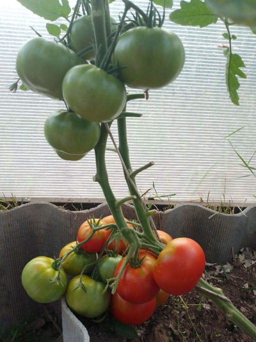 Томат ЗЛАТОУСТ коллекция Татьяны Штайнерт Авторская селекция - Уральский дачник фото 5