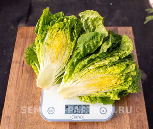 Салат кочанный Бернар - Партнер фото 5