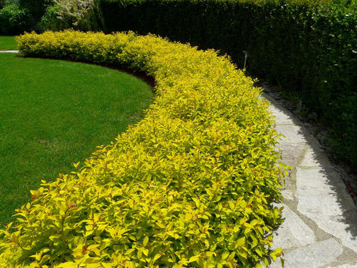 Спирея японская Голден принцесс - Долина роз фото 6