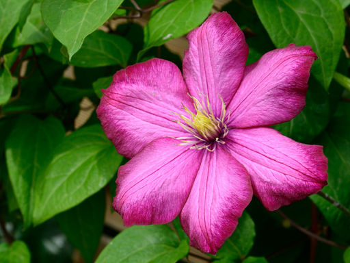 Клематис Ville de Lyon (Виль де Лион) - Долина роз фото 3