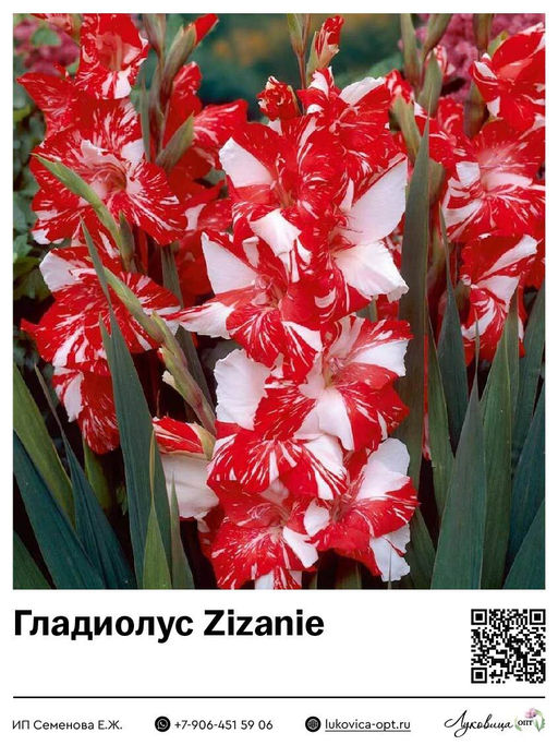 Гладиолус Koi Pursuit / Zizanie