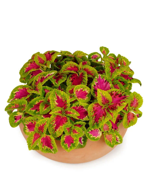 Колеус шлемниковидный Визард Роуз - Партнер фото 4