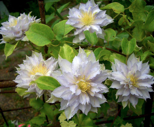 КЛЕМАТИС Дансинг Кинг Разбор I Кол-во упак., шт 1