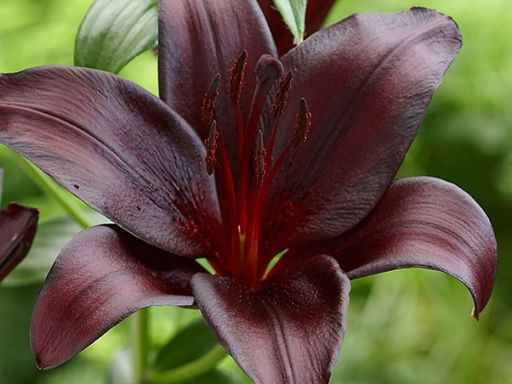 ЛИЛИЯ Найтрайдер Разбор 12/14 Кол-во упак., шт 3