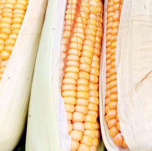 Кукуруза Северная Ранняя Пташка - Early Riser Corn - Дом помидоров фото 2