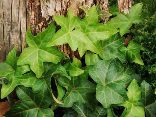 Плющ - 7цветов фото 2