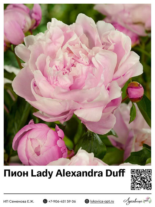 Пион Lady Alexandra Duff