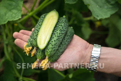 Огурец партенокарпический Эстет - Партнер фото 3