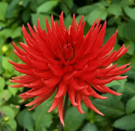 ГЕОРГИНА Бергерс Рекорд Разбор I Кол-во упак., шт 1