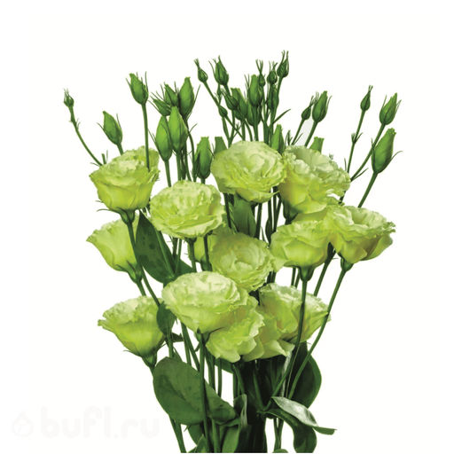 Эустома махровая зеленая (семена 10 шт.)