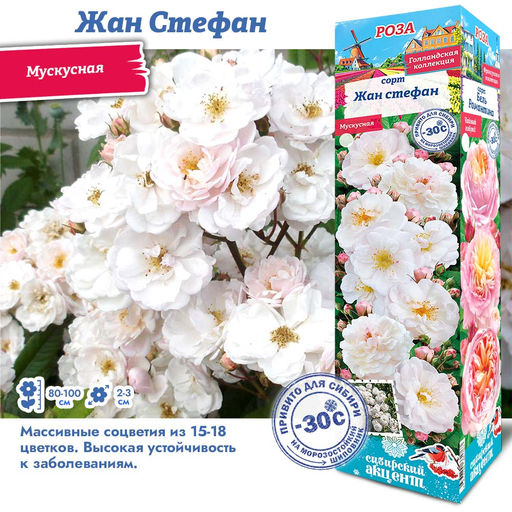 Роза Жан Стефан (Мускусная) 1шт