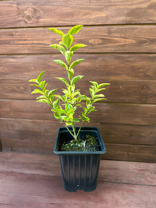 Бирючина пестролистная желтая - Долина роз фото 3