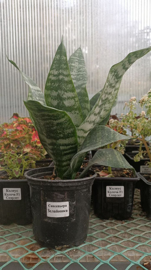 Сансевьерия Зелайника (горшок D10)