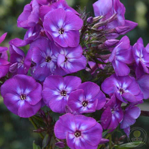 ФЛОКС Адлинда Разбор I Кол-во упак., шт 2