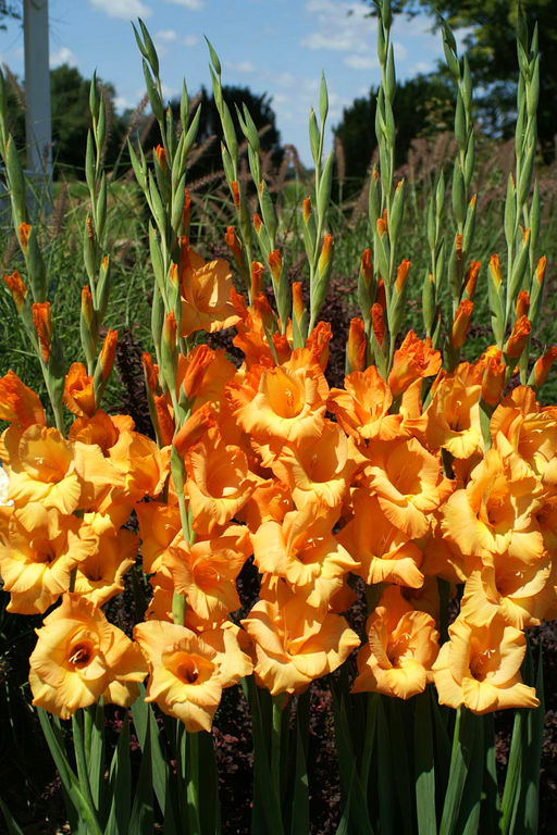 ГЛАДИОЛУС Овация Разбор 10/12 Кол-во упак., шт 10