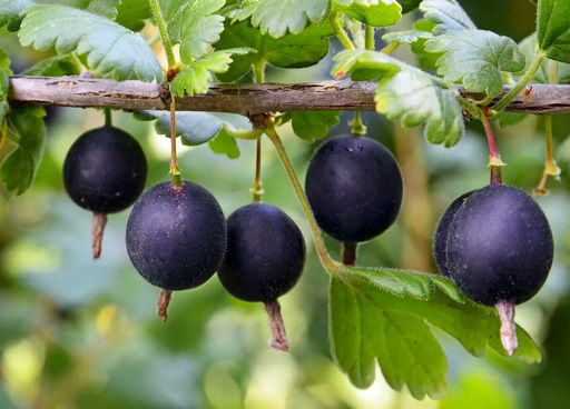 Йошта - Волжский сад фото 2