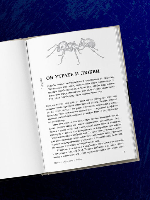 Как животные скорбят. Что чувствуют кошки, слоны, дельфины и другие, теряя близких
